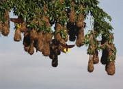 شگفت‌انگیزترین لانه‌های پرندگان: از آپارتمان‌های اشتراکی تا تنورهای گِلی