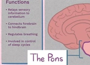 پل مغزی (Pons) کجاست؟ بررسی موقعیت، عملکرد و اختلالات Pons در مغز