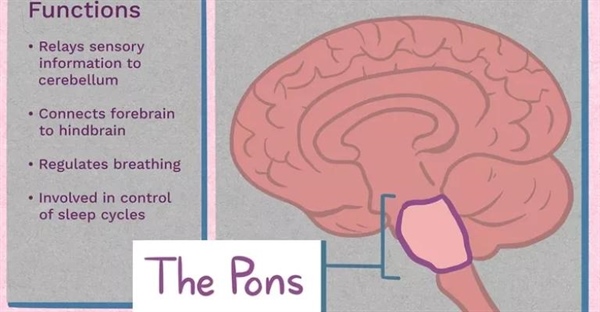 پل مغزی (Pons) کجاست؟ بررسی موقعیت، عملکرد و اختلالات Pons در مغز