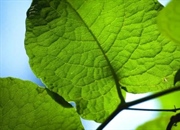 درختان چقدر اکسیژن تولید می‌کنند؟ (میزان واقعی + تاثیر درختان بر زندگی)