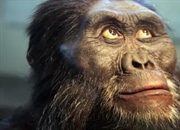 استرالوپیتکوس: نیاکان باستانی انسان | بررسی ویژگی‌ها، زیستگاه و رژیم غذایی