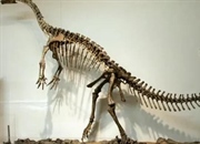 پلاتئوسوروس: نیای دایناسورهای گیاهخوار عظیم‌الجثه