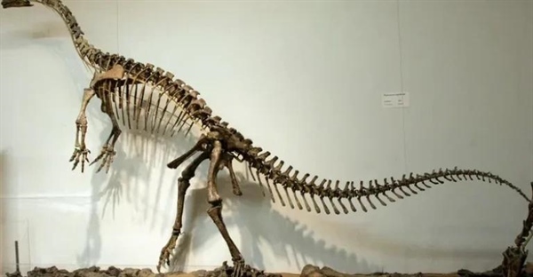 پلاتئوسوروس: نیای دایناسورهای گیاهخوار عظیم‌الجثه