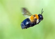 آیا زنبور نجار نیش می زند؟ بررسی رفتار و خطرات زنبورهای نجار