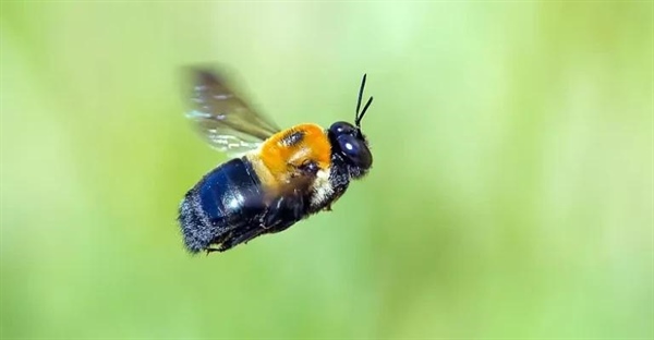 آیا زنبور نجار نیش می زند؟ بررسی رفتار و خطرات زنبورهای نجار