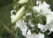 اجزای گیاهان گلدار: ریشه، ساقه و گل‌ها