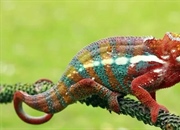 آفتاب‌پرست: ۱۰ حقیقت جذاب درباره این موجودات تغییر رنگ‌دهنده!