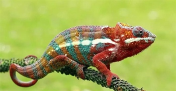 مطلب مرتبط: آفتاب‌پرست: ۱۰ حقیقت جذاب درباره این موجودات تغییر رنگ‌دهنده! 