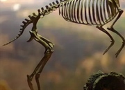 ائوهیپوس: اسب سپیده‌دم، جد نخستین اسب‌های امروزی + حقایق جالب