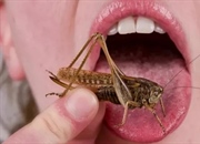 کیتین چیست؟ ساختار، عملکرد و کاربردها