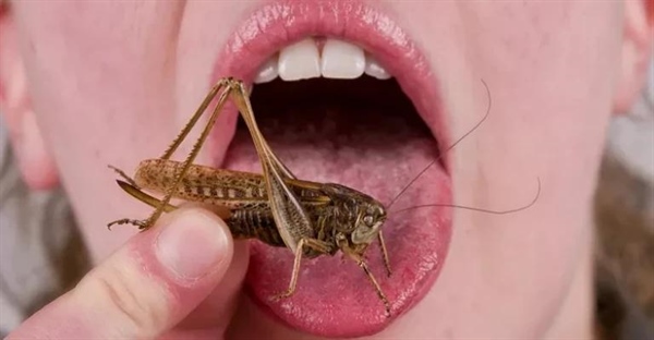 کیتین چیست؟ ساختار، عملکرد و کاربردها