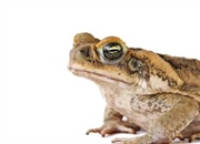 وزغ نیشکر: حقایق جالب، زیستگاه، رژیم غذایی و خطرات گونه مهاجم