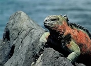 ایگوانای دریایی: تنها خزنده اقیانوس‌پیما