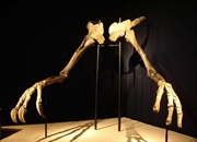 دینوکیروس: 10 حقیقت شگفت‌انگیز از دایناسور "دست وحشتناک"!