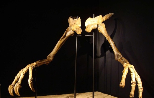 دینوکیروس: 10 حقیقت شگفت‌انگیز از دایناسور "دست وحشتناک"!