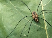 بابالنگ‌درازها: عنکبوت‌هایی که عنکبوت نیستند!