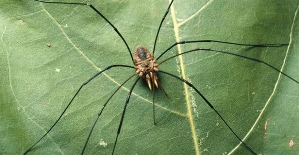 بابالنگ‌درازها: عنکبوت‌هایی که عنکبوت نیستند!