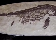 ایکیتیوسوروس: سوسمار ماهی‌نما از اعماق ژوراسیک