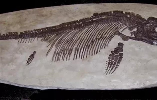 ایکیتیوسوروس: سوسمار ماهی‌نما از اعماق ژوراسیک