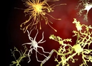 نوروگلیا: سلول‌های پشتیبان سیستم عصبی و نقش حیاتی آن‌ها در مغز