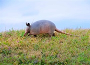 آرمادیلوها: زره‌پوشان دوست‌داشتنی قاره آمریکا