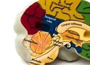 بصل النخاع: مرکز حیاتی مغز و نقش آن در تنفس، ضربان قلب و بقا