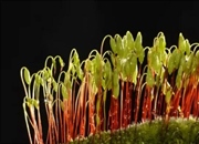 تناوب نسل در گیاهان: چرخه‌ای شگفت‌انگیز از تولید مثل