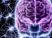 مغز انسان: اجزا، عملکرد و بیماری‌ها | راهنمای جامع