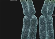 کروماتید چیست؟ راهنمای جامع ساختار، عملکرد و اهمیت آن