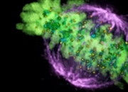 تارهای دوک: نقشی حیاتی در تقسیم سلولی (میتوز و میوز)