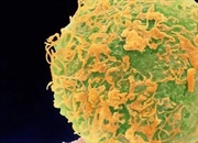 تولید مثل جنسی: از لقاح تا تولد، سفری در دنیای ژن‌ها و بقا