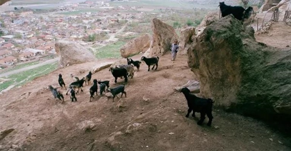 بزها: تاریخچه اهلی شدن، خاستگاه و نژادهای گوناگون (راهنمای جامع)