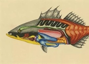 آناتومی ماهی‌ها: یک نگاه اجمالی