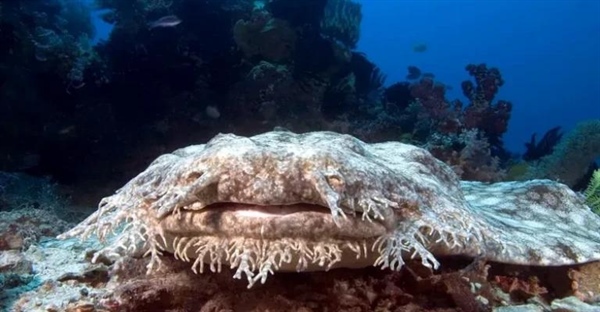 کوسه ریشو: رازهای شگفت‌انگیز کوسه فرش + تصاویر دیدنی