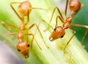 چگونه مورچه آتشین را شناسایی کنیم؟ راهنمای جامع تشخیص مورچه آتشین