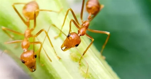 چگونه مورچه آتشین را شناسایی کنیم؟ راهنمای جامع تشخیص مورچه آتشین