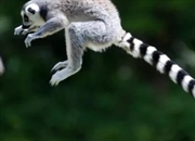 سیر تکامل ۷۰ میلیون ساله نخستی‌ها: از دایناسورها تا انسان