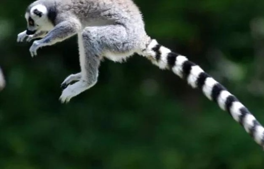 سیر تکامل ۷۰ میلیون ساله نخستی‌ها: از دایناسورها تا انسان