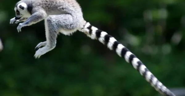 سیر تکامل ۷۰ میلیون ساله نخستی‌ها: از دایناسورها تا انسان