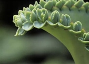 تکثیر رویشی گیاهان: روش‌های طبیعی و مصنوعی تکثیر بدون دانه