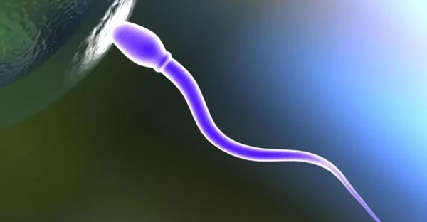 گامت: سلول‌های جنسی و نقش آن‌ها در تولید مثل