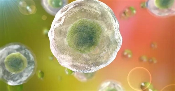 هسته سلول: مرکز فرماندهی حیات و رمزگشایی DNA