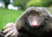 روز مول چیست و چرا جشن گرفته می‌شود؟