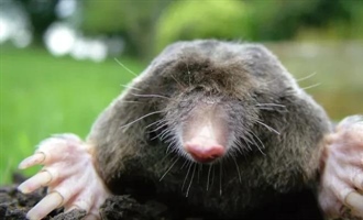 روز مول چیست و چرا جشن گرفته می‌شود؟