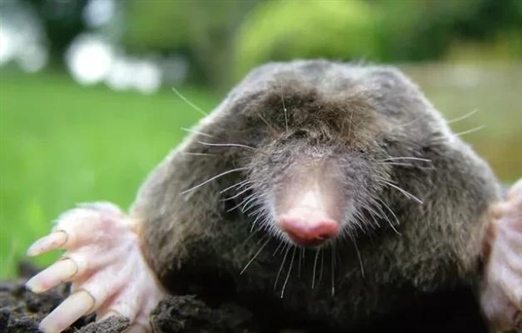 روز مول چیست و چرا جشن گرفته می‌شود؟