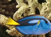 جراح ماهی آبی: حقایق شگفت انگیز، زیستگاه، رژیم غذایی و رفتارها