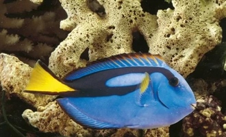 جراح ماهی آبی: حقایق شگفت انگیز، زیستگاه، رژیم غذایی و رفتارها