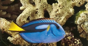 مطلب مرتبط: جراح ماهی آبی: حقایق شگفت انگیز، زیستگاه، رژیم غذایی و رفتارها 