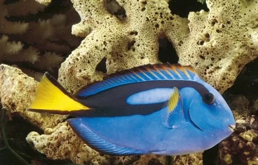 جراح ماهی آبی: حقایق شگفت انگیز، زیستگاه، رژیم غذایی و رفتارها