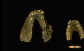 گیگانتوپیتکوس: راز بزرگترین میمون تاریخ + حقایق خواندنی